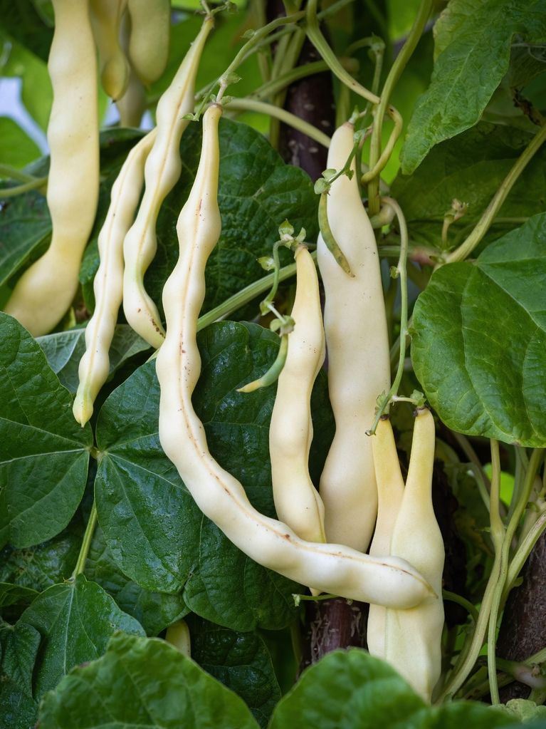 White beans