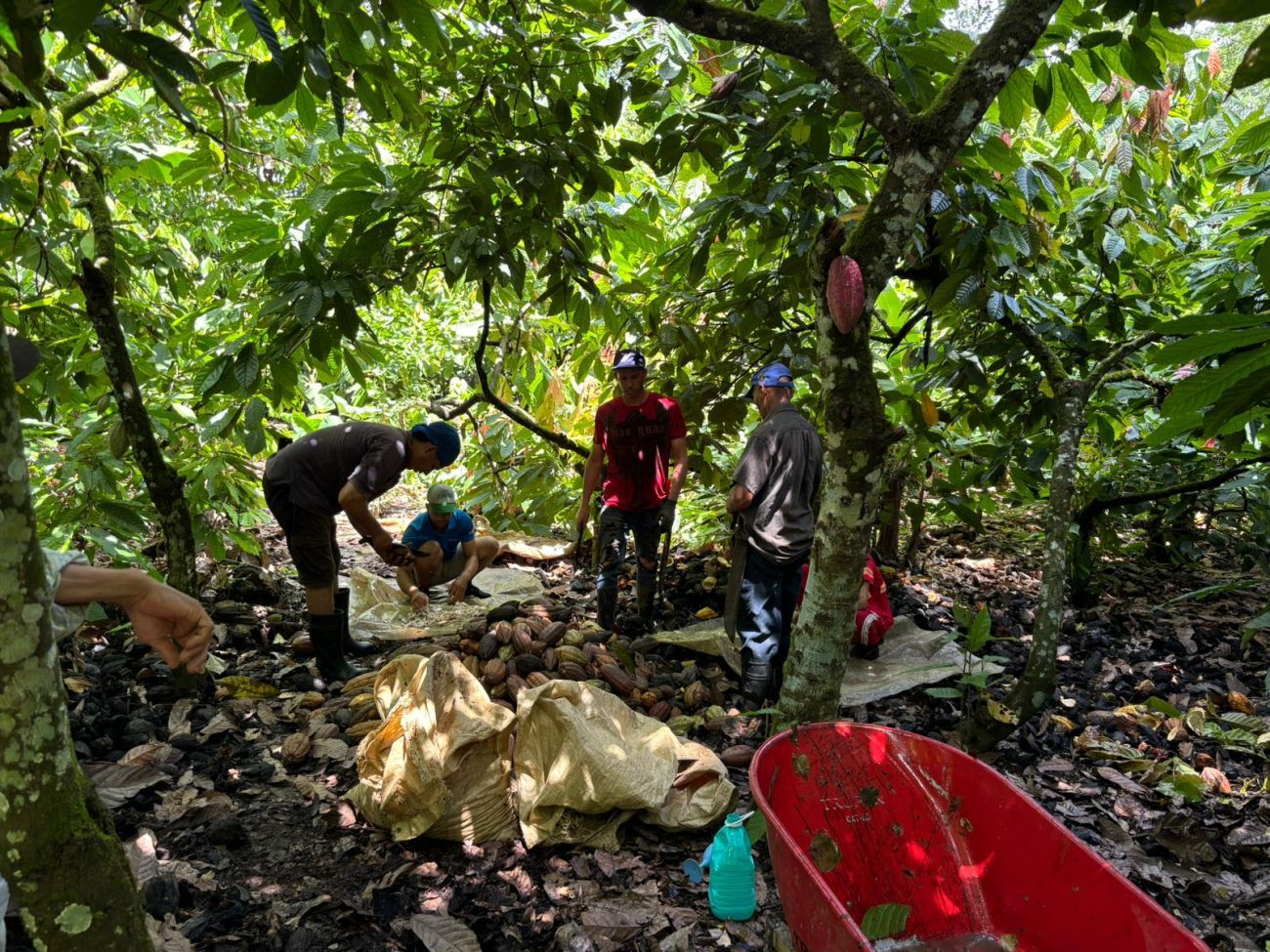 Cocoa farmers in the Dominican Republic