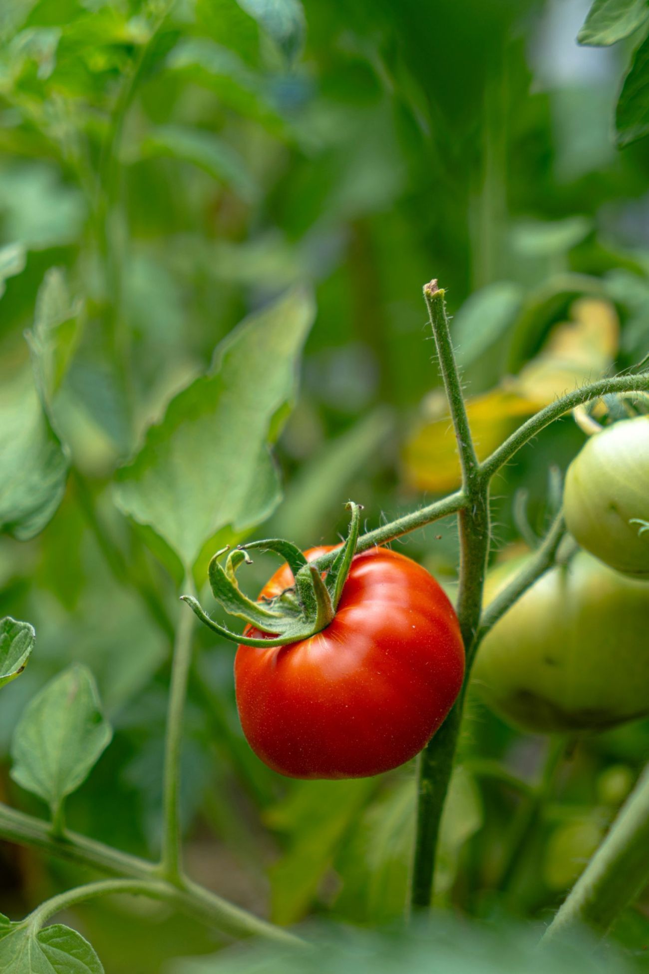 Organic tomato plant