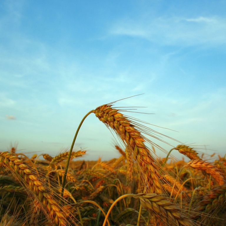 Organic grains in the field