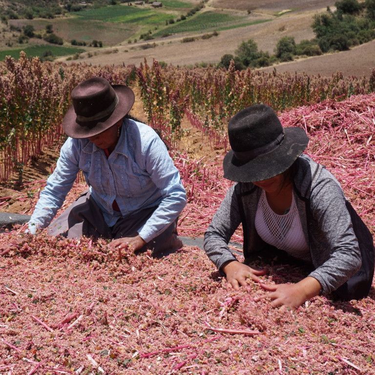 Quinoa farmers in Peru