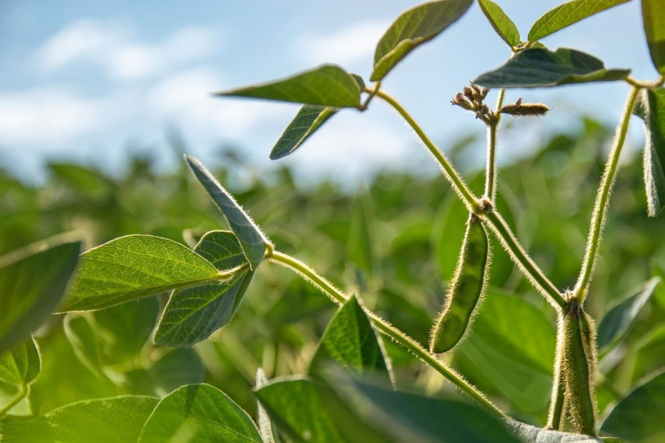 Organic soy beans in the field