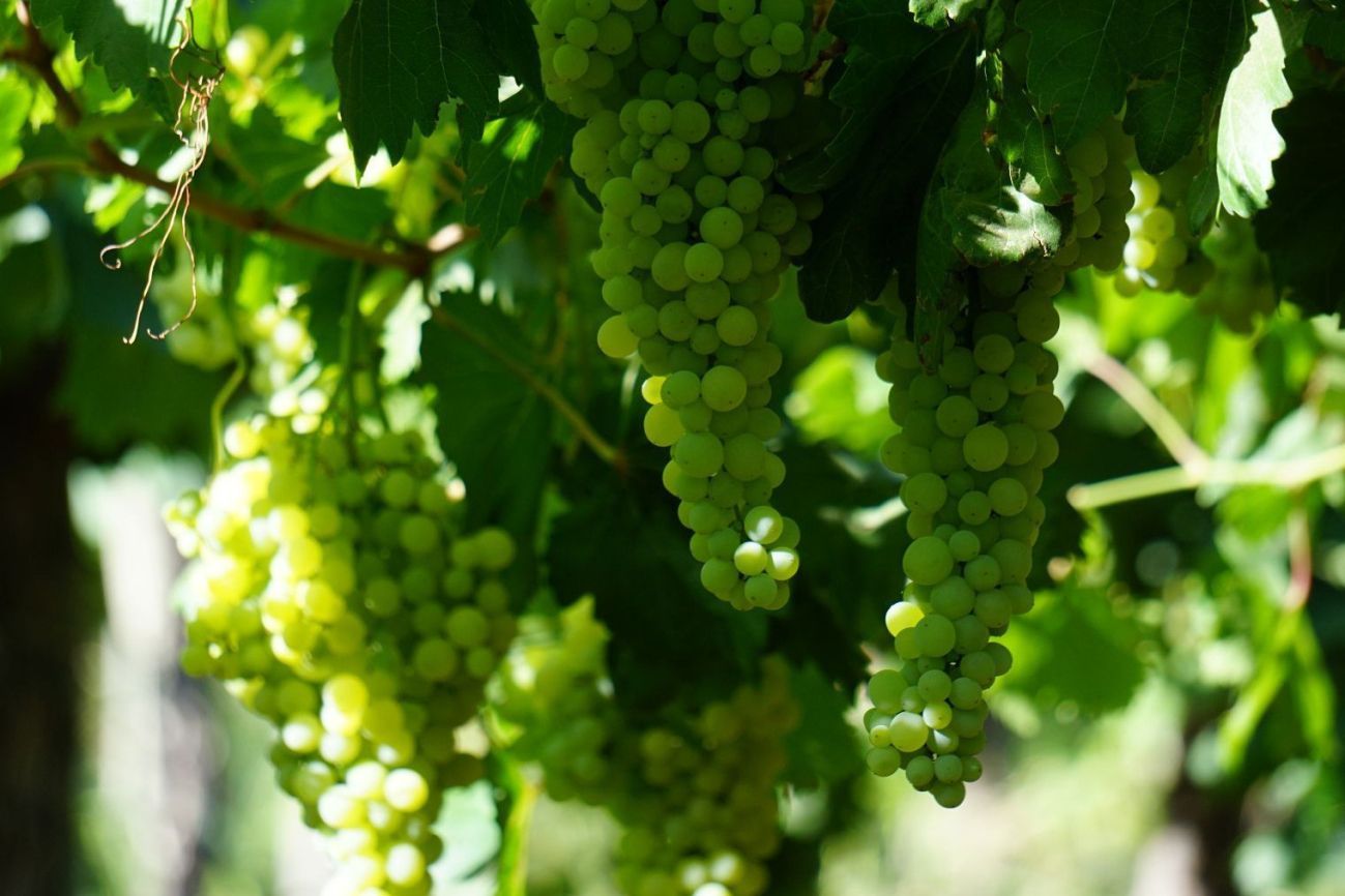Organic grapes from Argentina