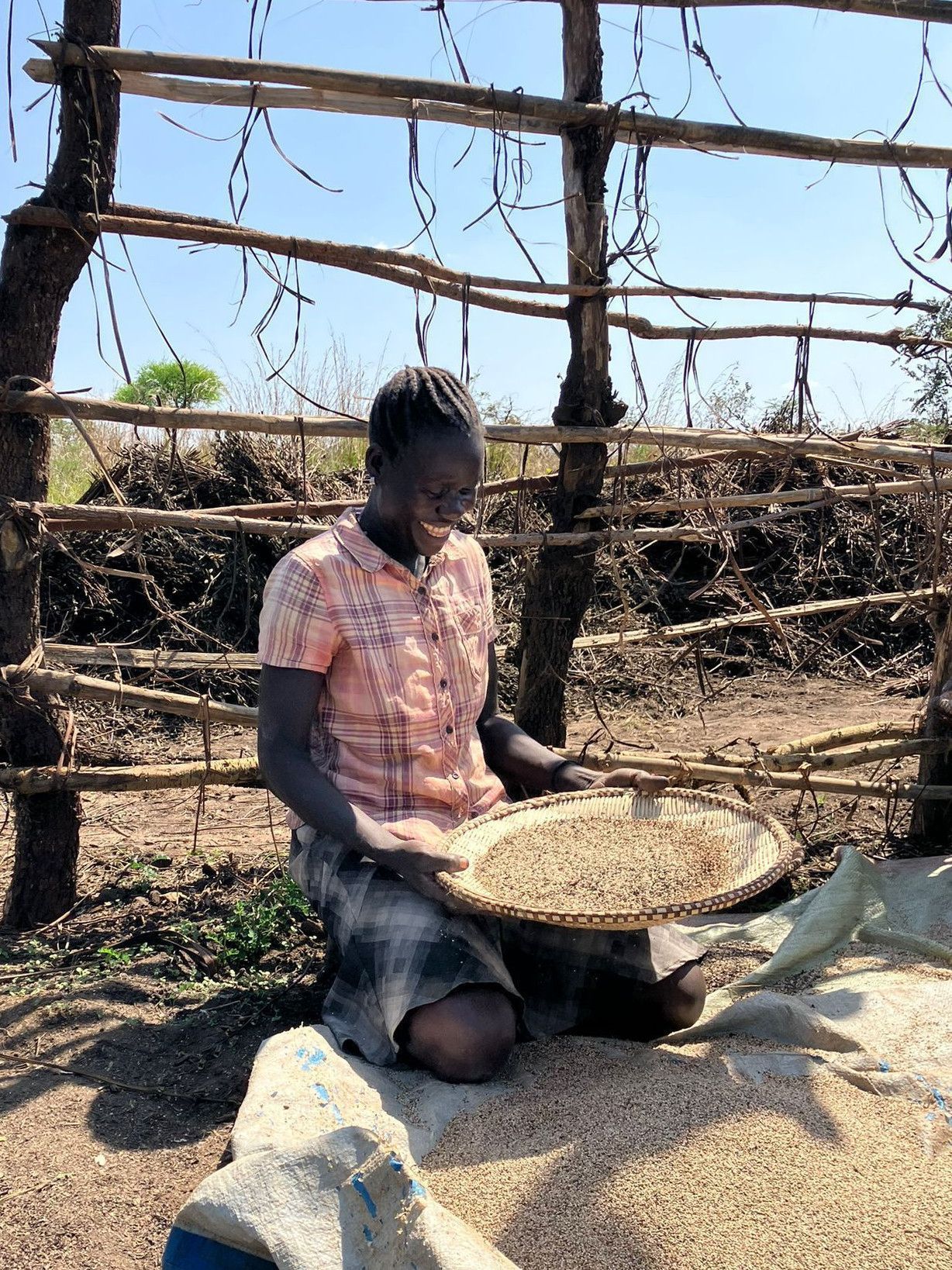Organic sesame farmer in action