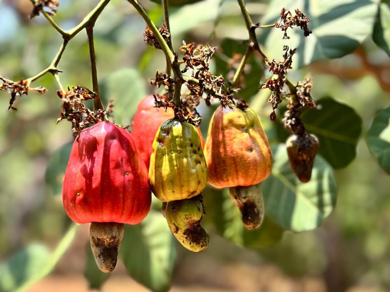 Cashews hanging in tree