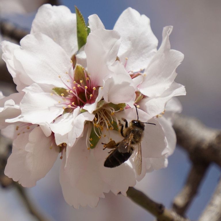 Organic almond blossom with bee