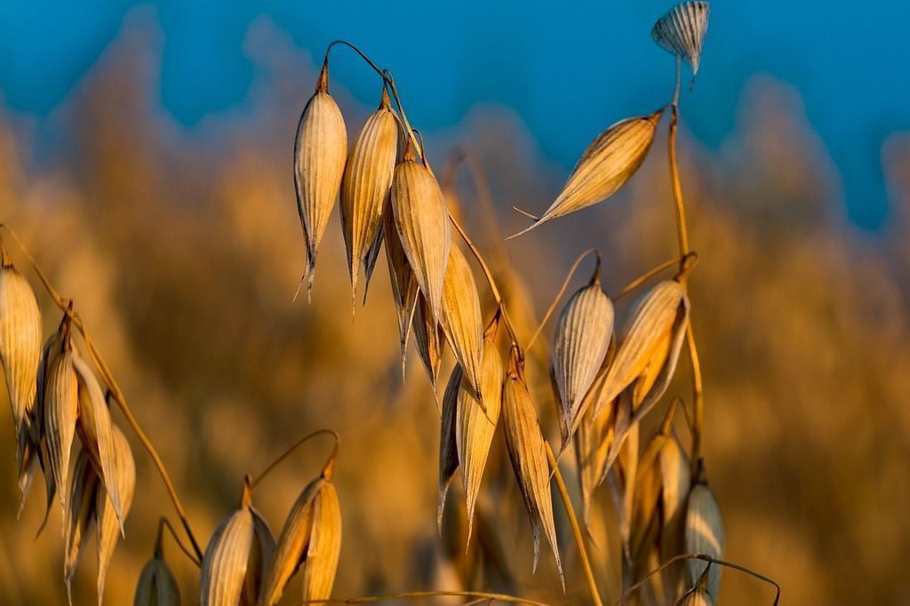 Organic grain in Finland
