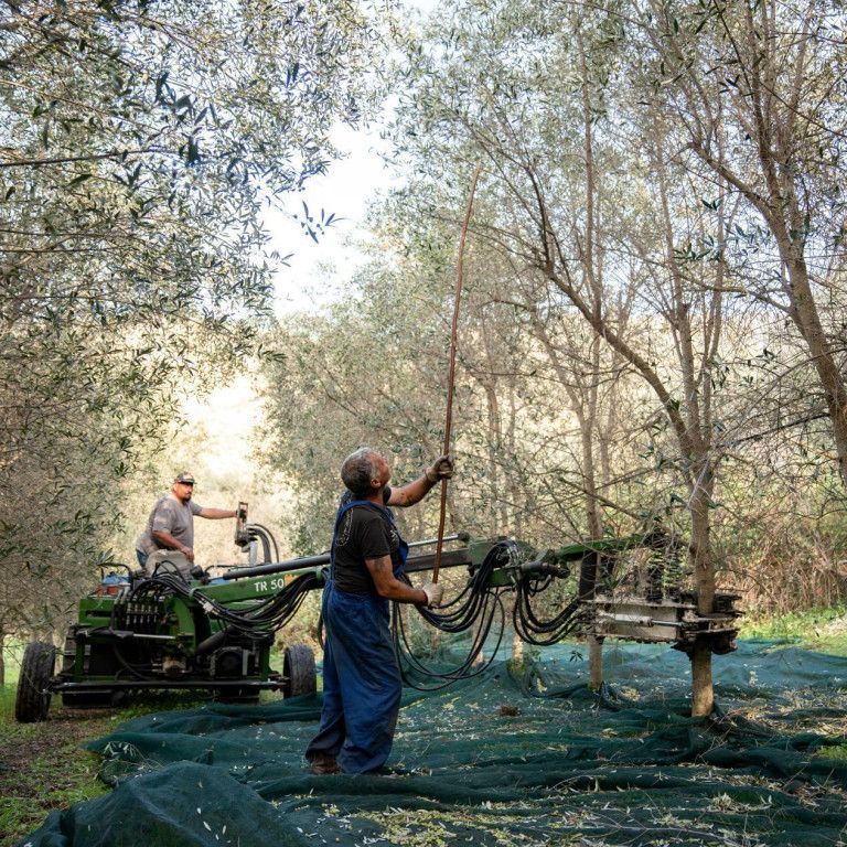 Organic olive farmers in action