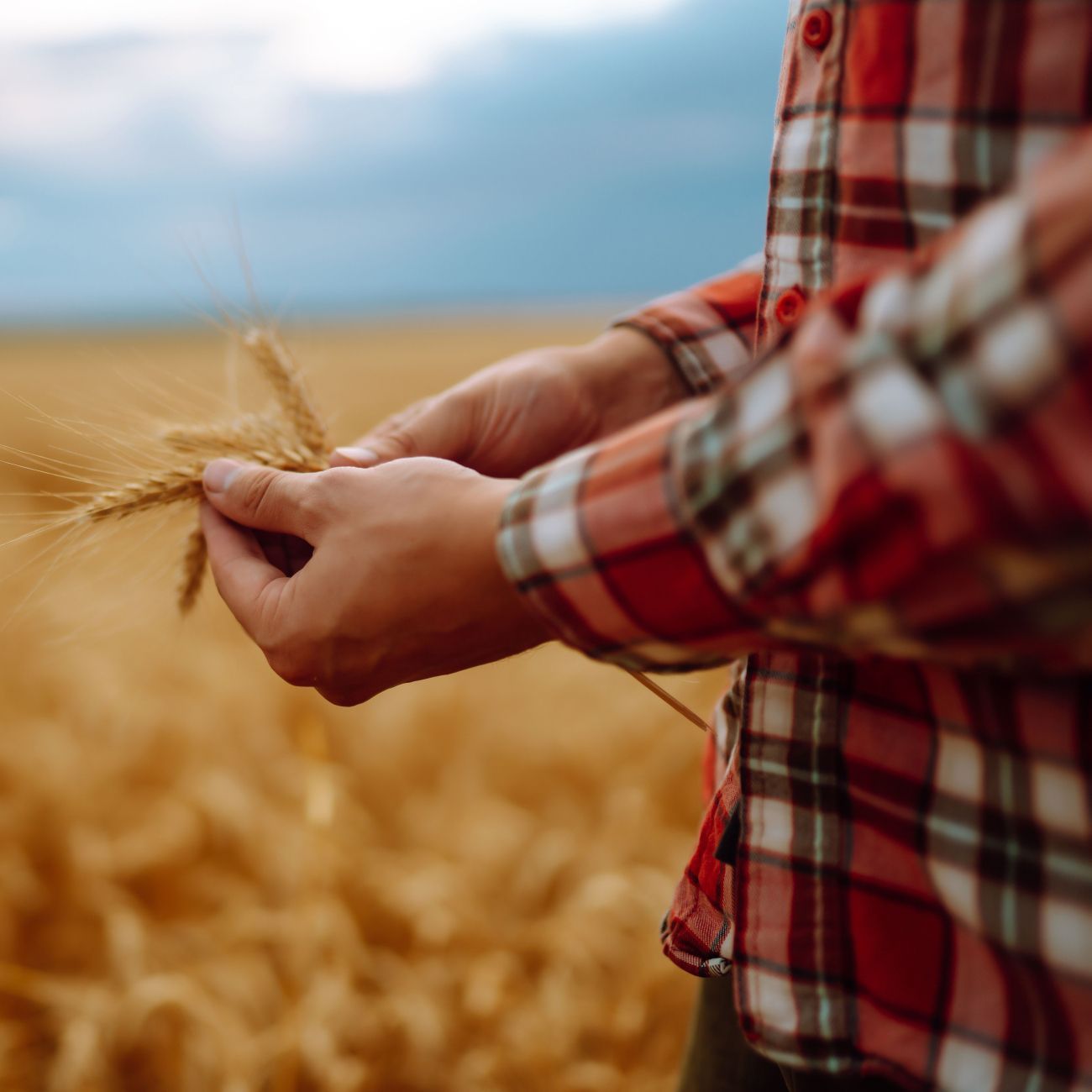 Organic farmer holding grain in the field