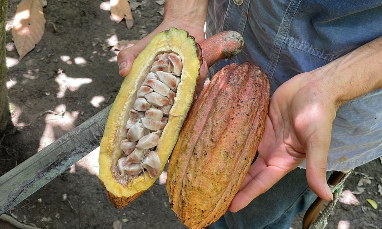 Cocoa pods