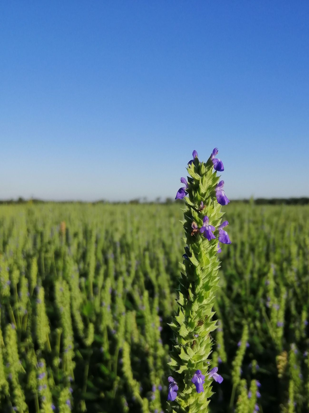Organic chia fields