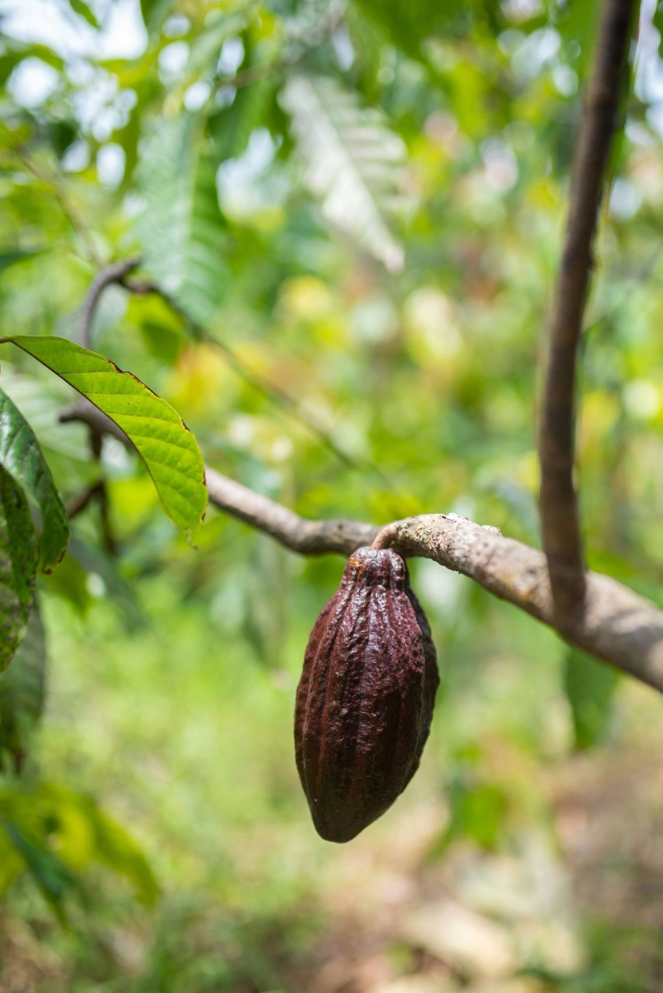Cocoa bean on tree