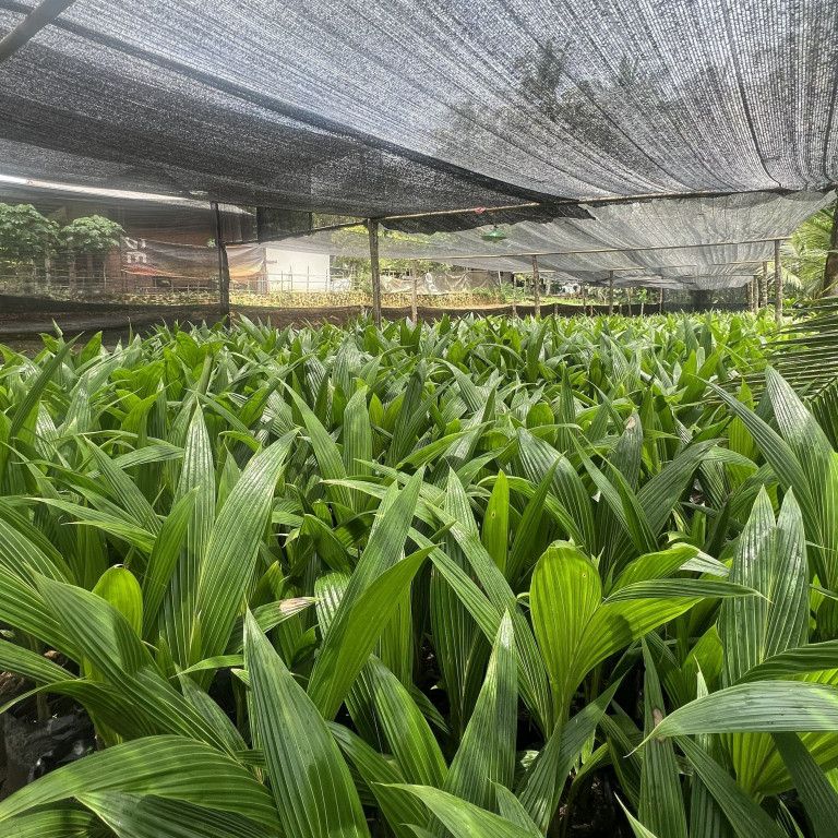 Dwarf coconut tree seedlings