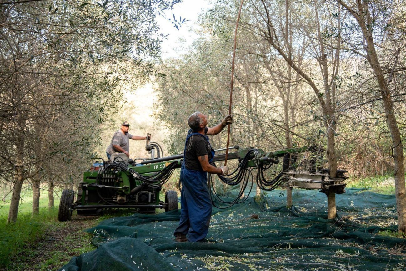 Organic olive harvesting