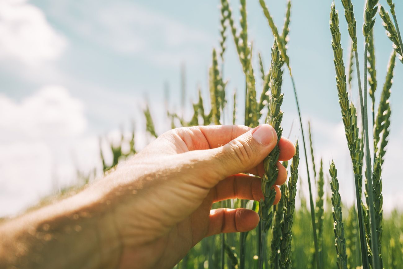 Grains in the fields