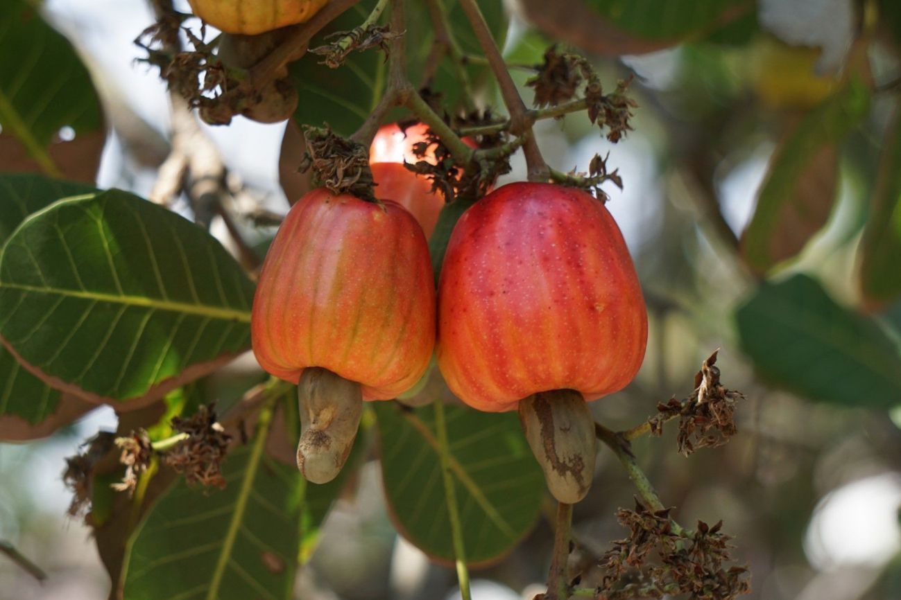 Cashew nuts in tree