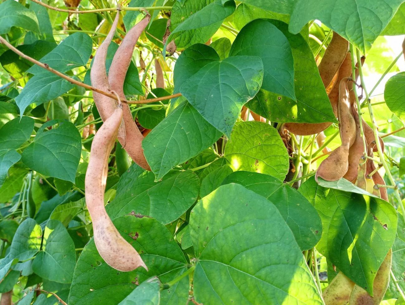 Organic beans on plant