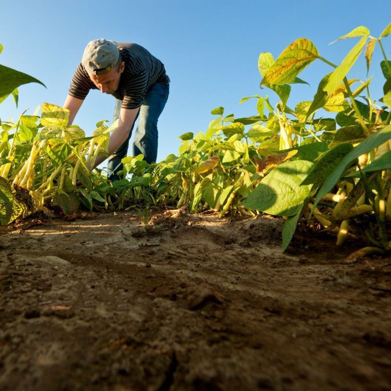 Organic farmer in the field