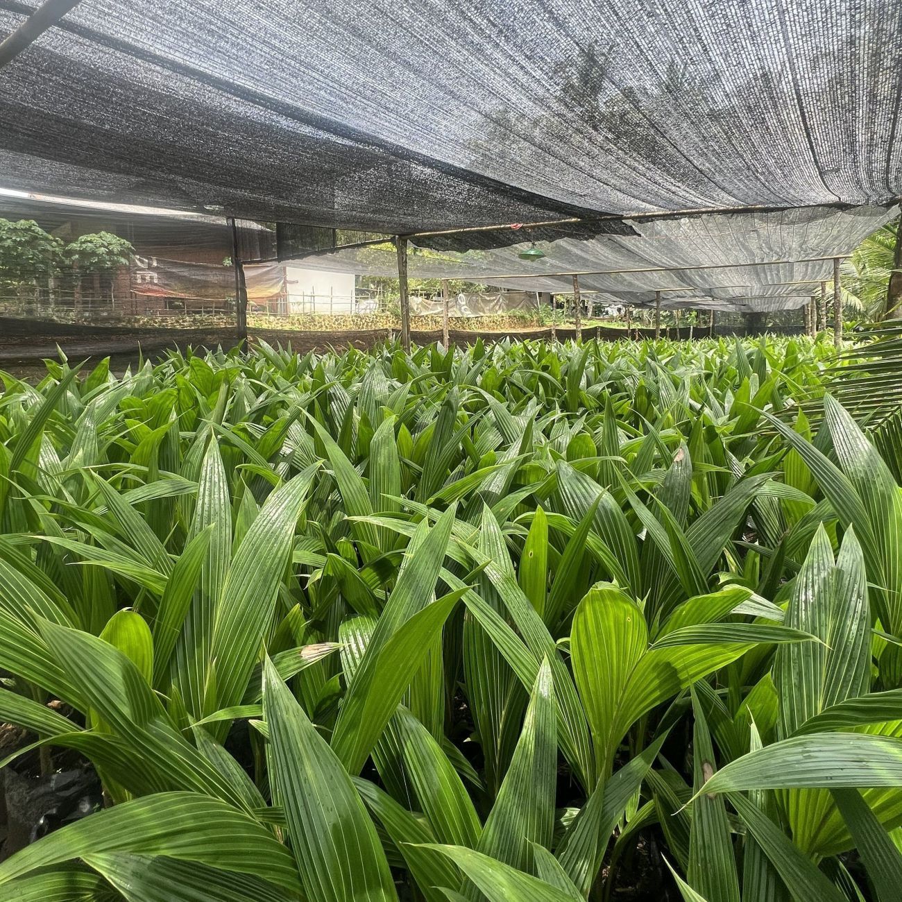 Dwarf coconut tree seedlings