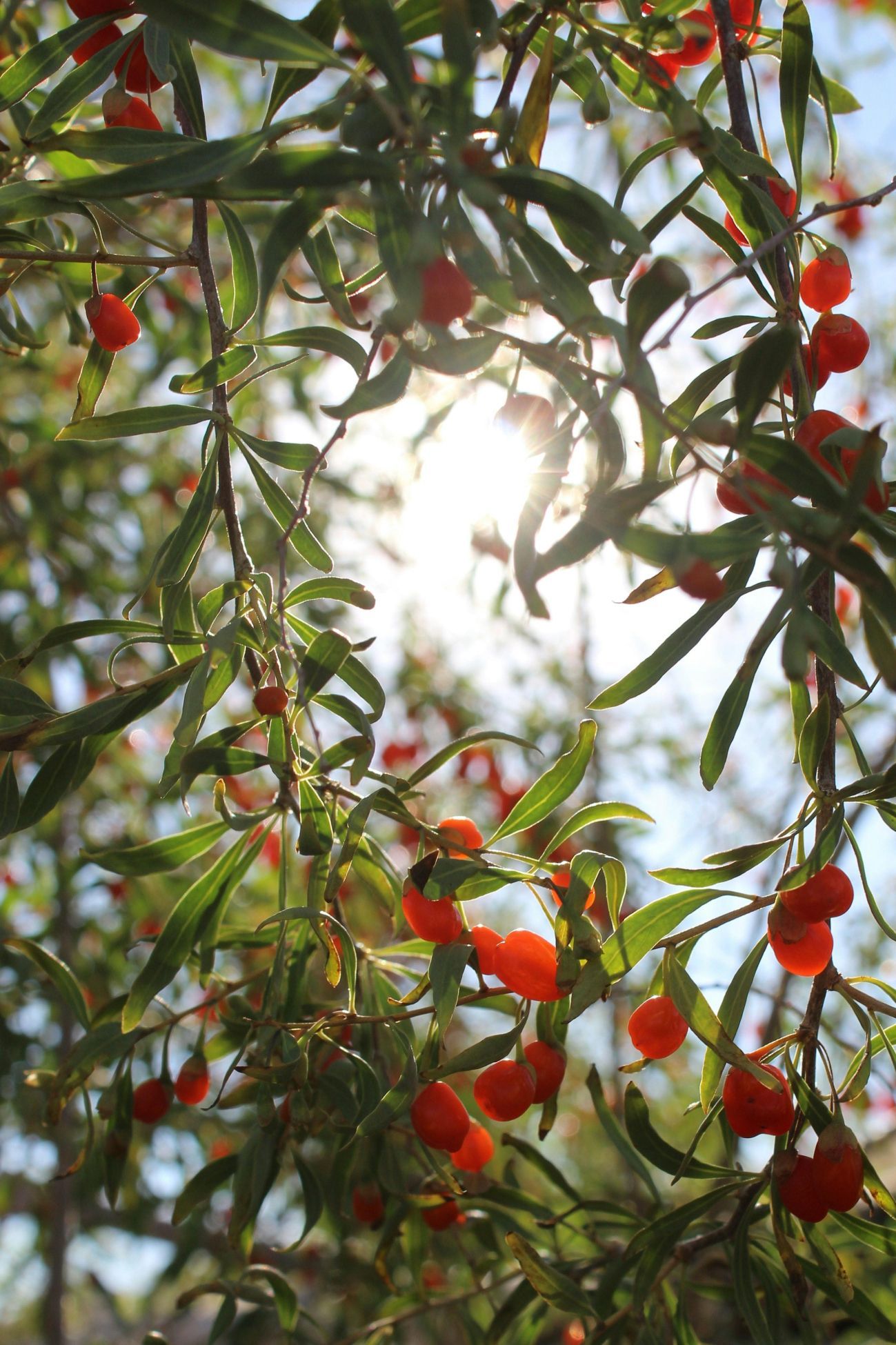Goji berry plant