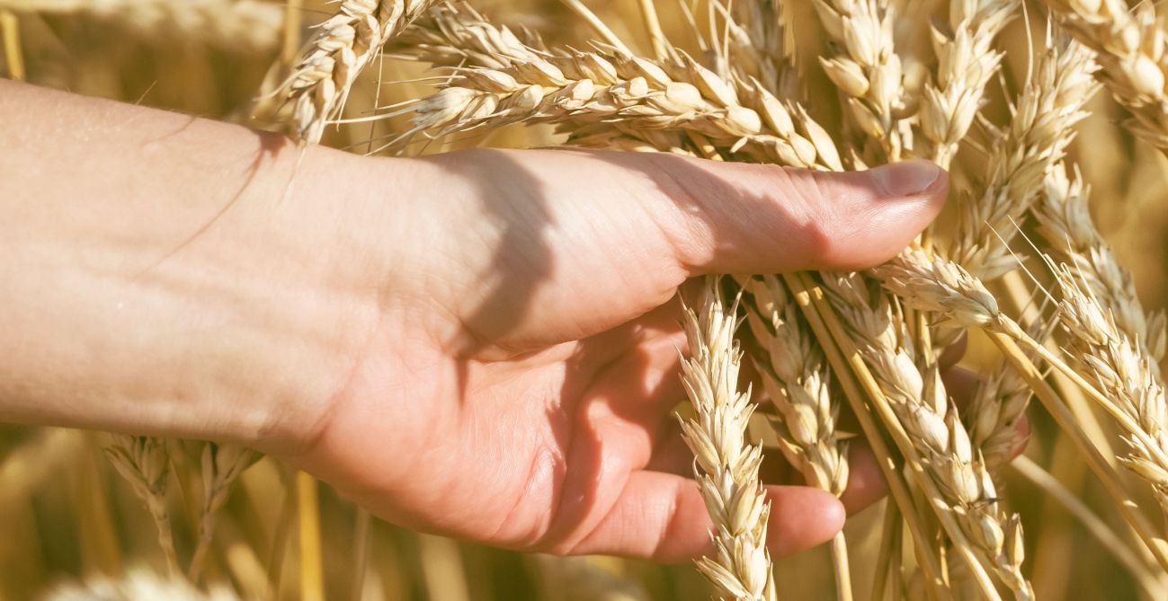 Grabbing organic grains in the field