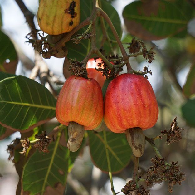 Cashews on a tree