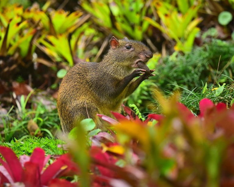 Agouti eating a brazil nut