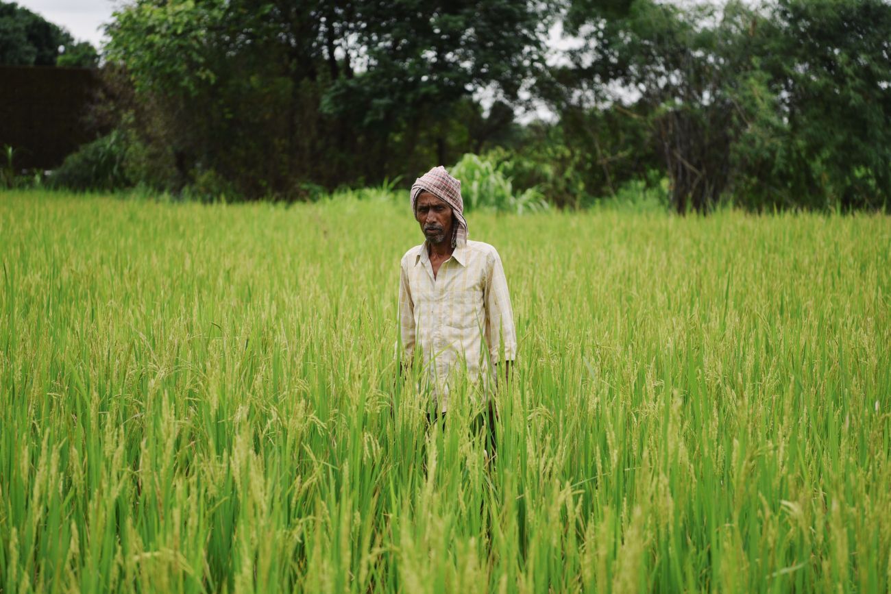 Basmati rice field
