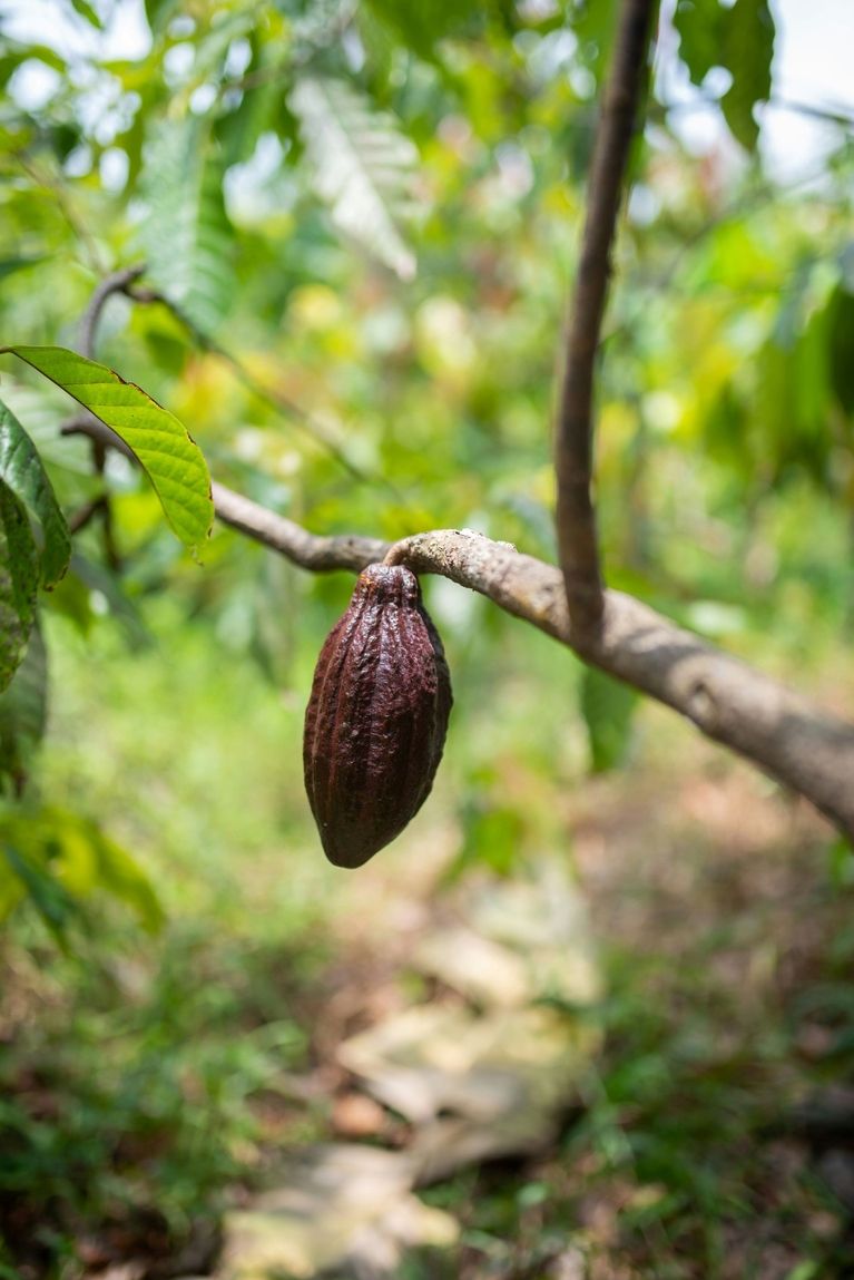 Cocoa bean on tree