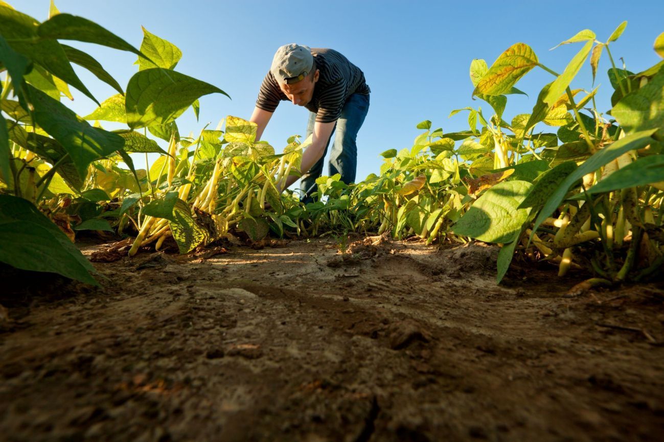 Worker in the bean field
