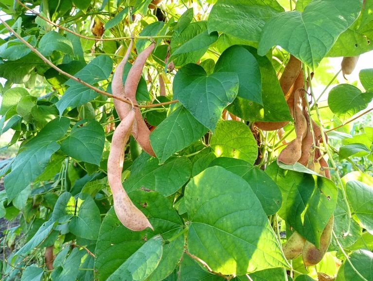 Organic beans on plant