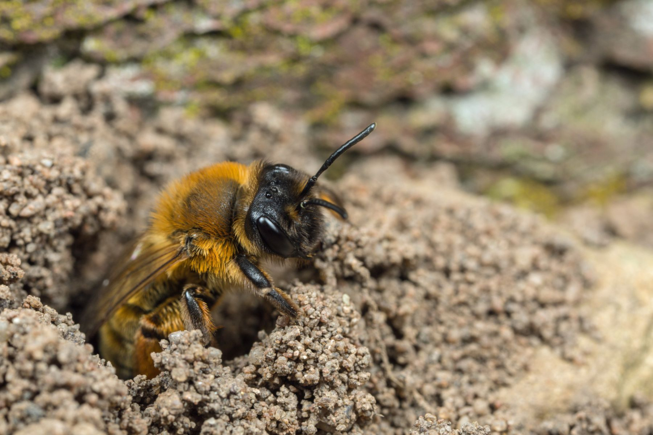 Bee in soil