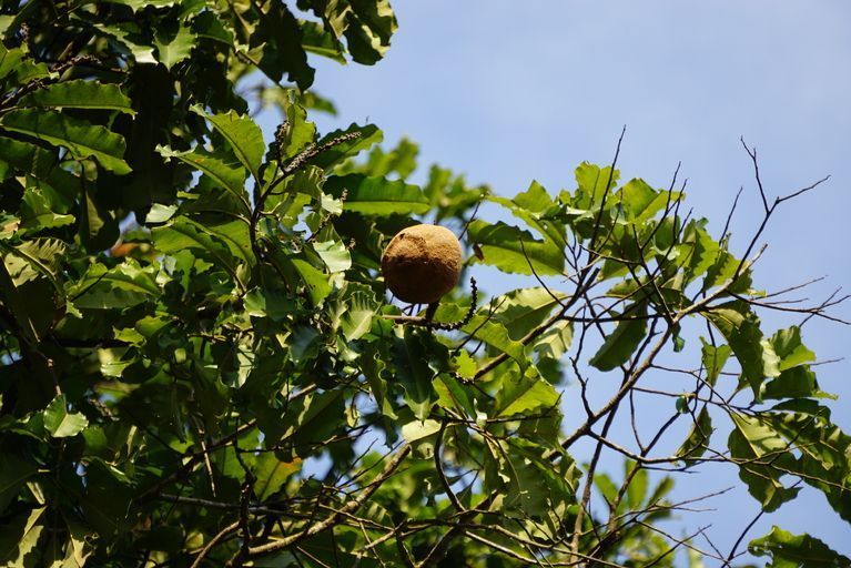 Brazil nut tree