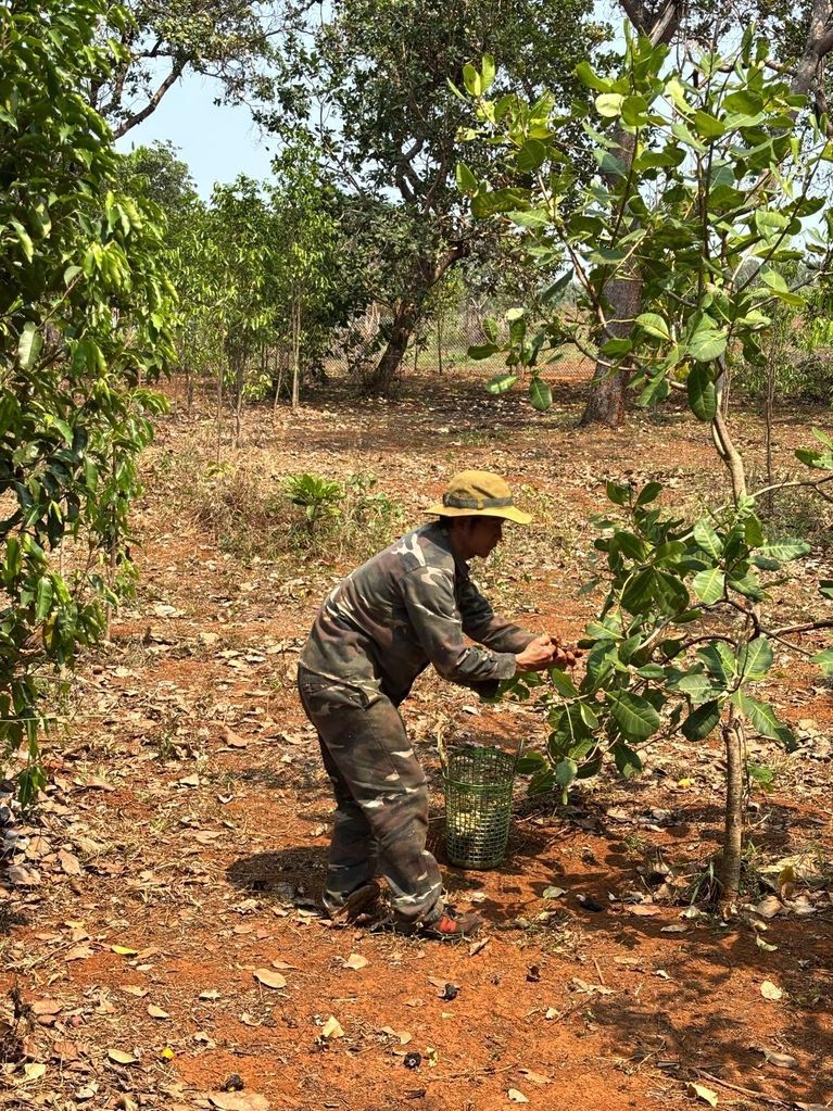 Organic cashew nut farmer