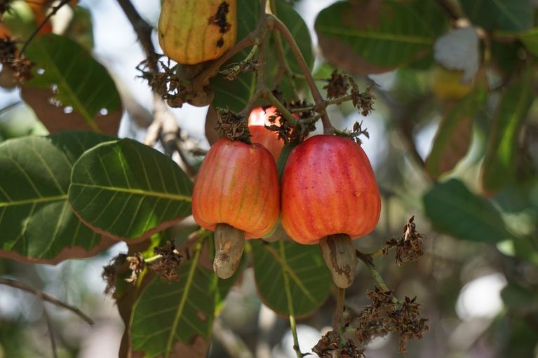 Cashew nuts in tree
