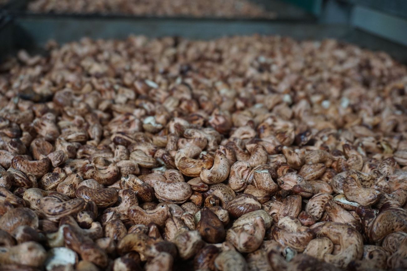 Cashews being processed