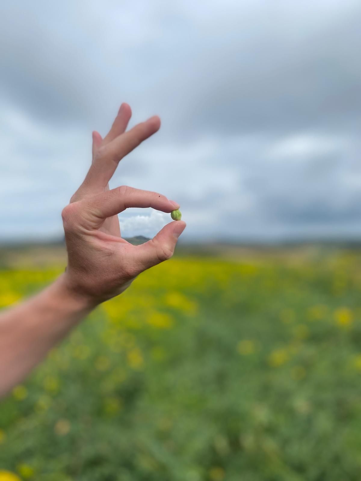 Holding up an organic chickpea in the field