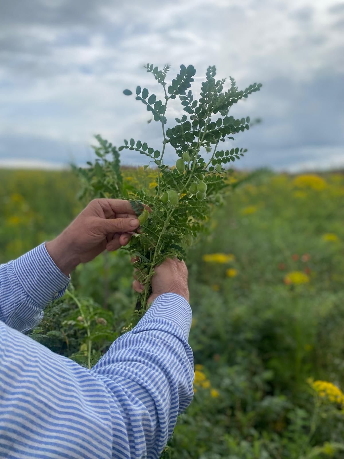Organic chickpeas in a field