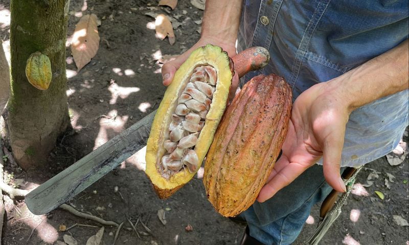 A cocoa pod made open