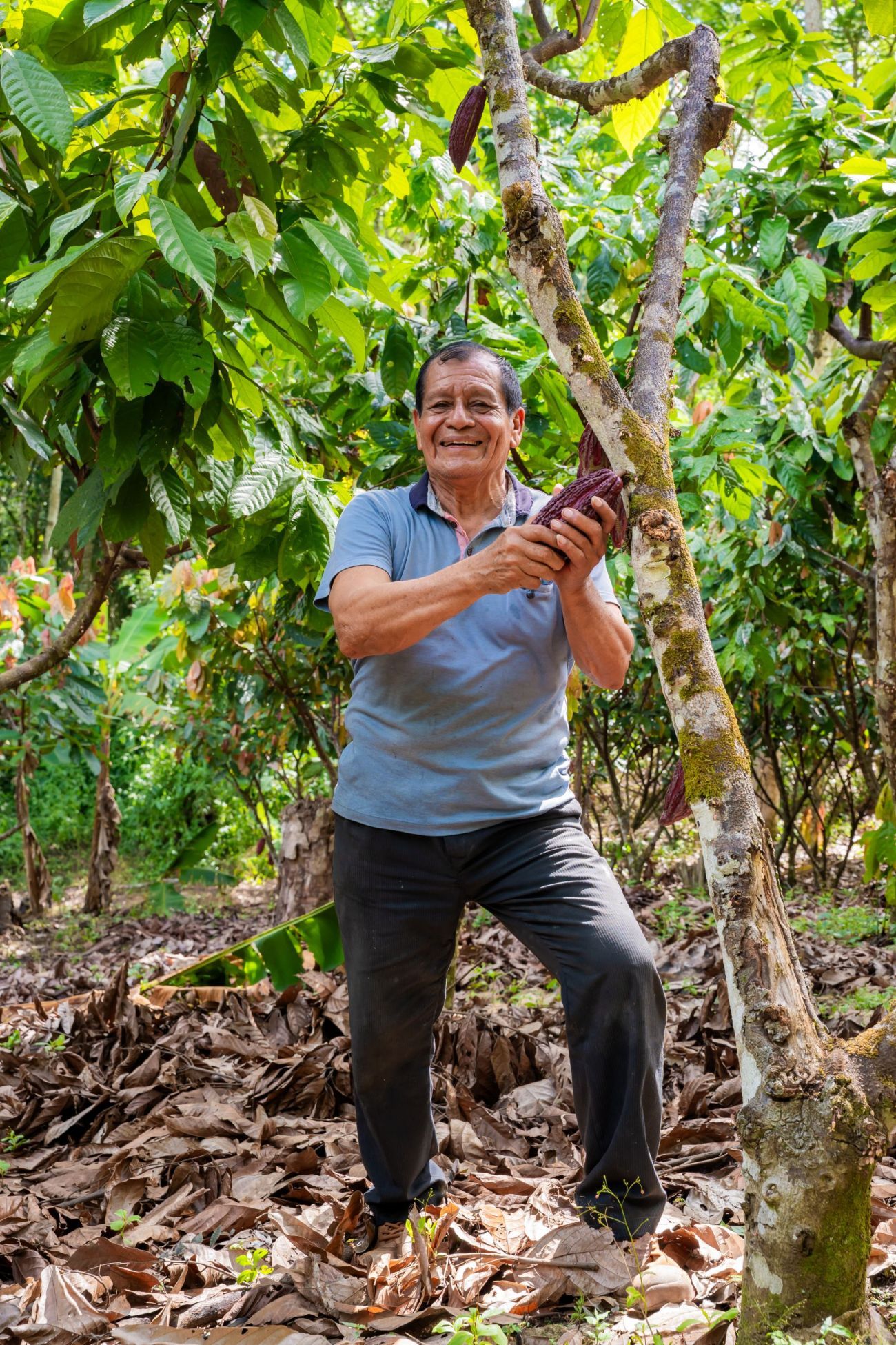 Cocoa farmer Lincor on his land