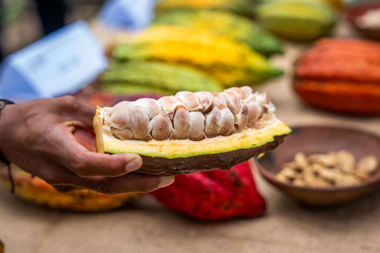 Cacao pod in hand