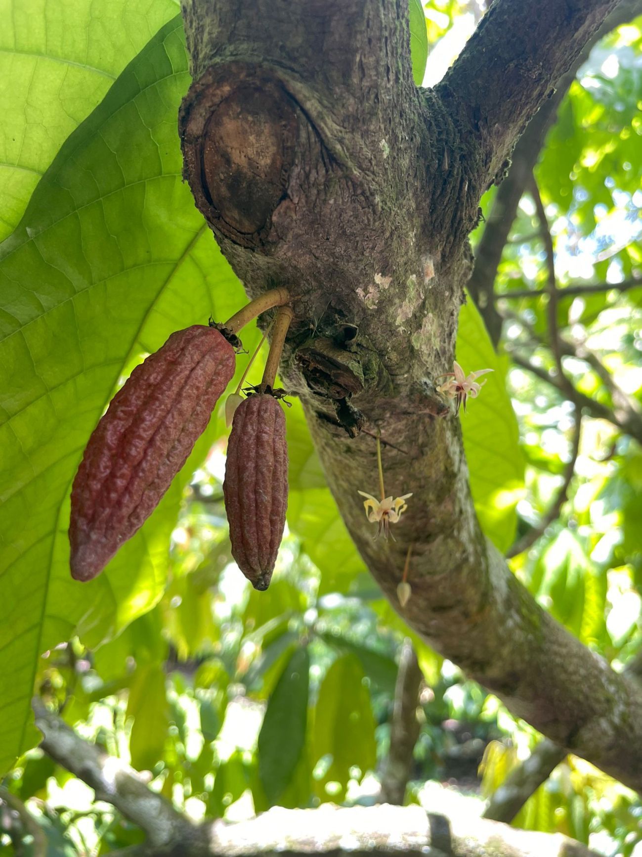 Cocoa on the tree with a flower
