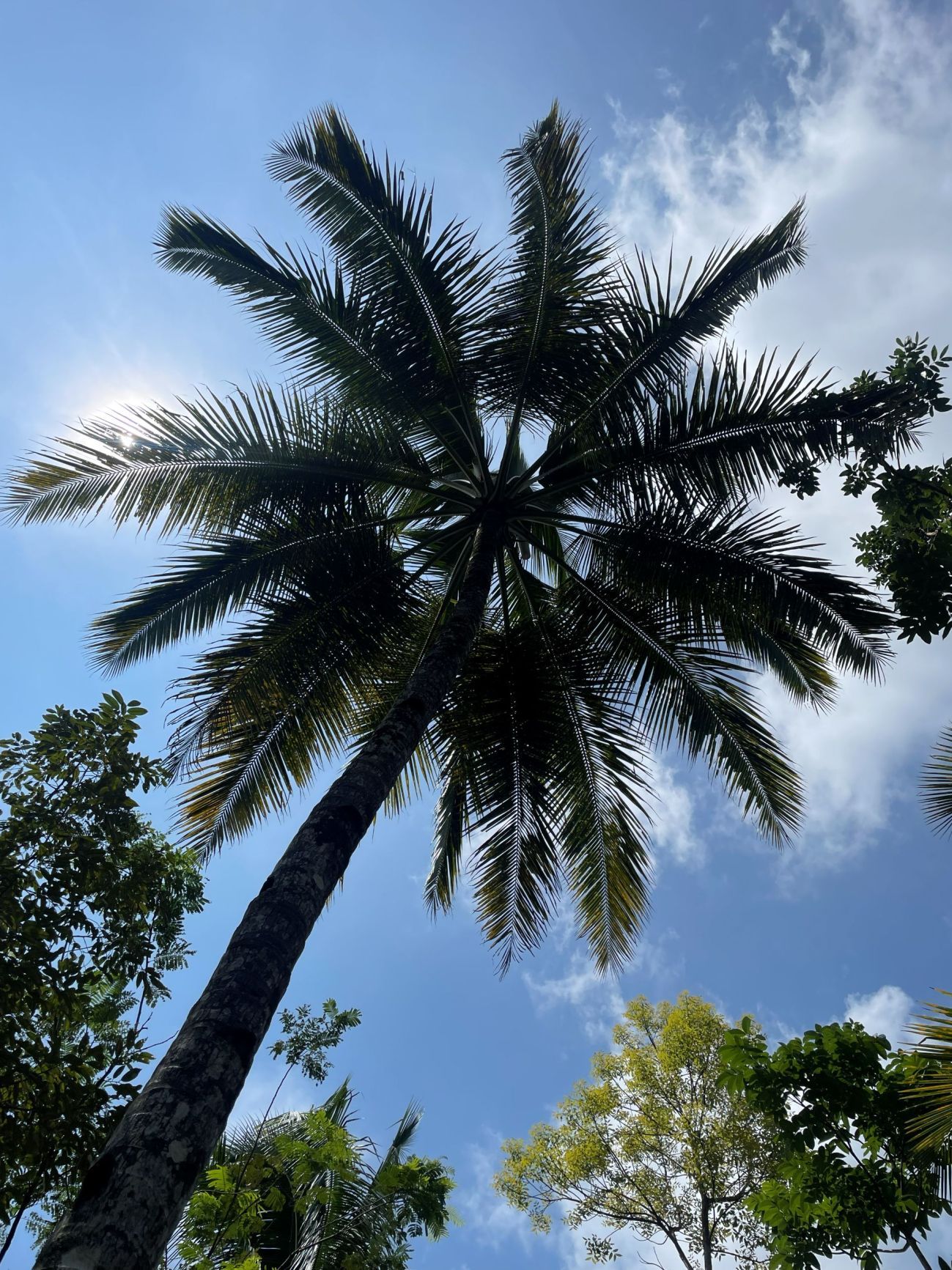 Coconut tree from the ground