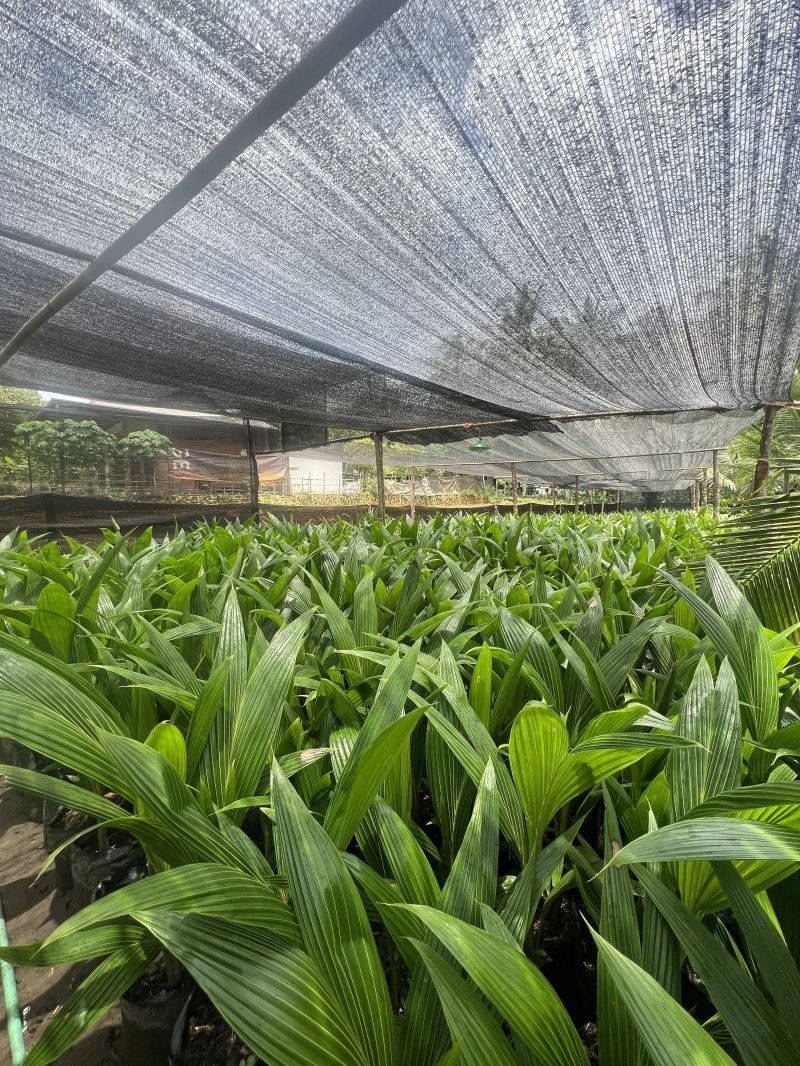 Dwarf coconut trees under a net
