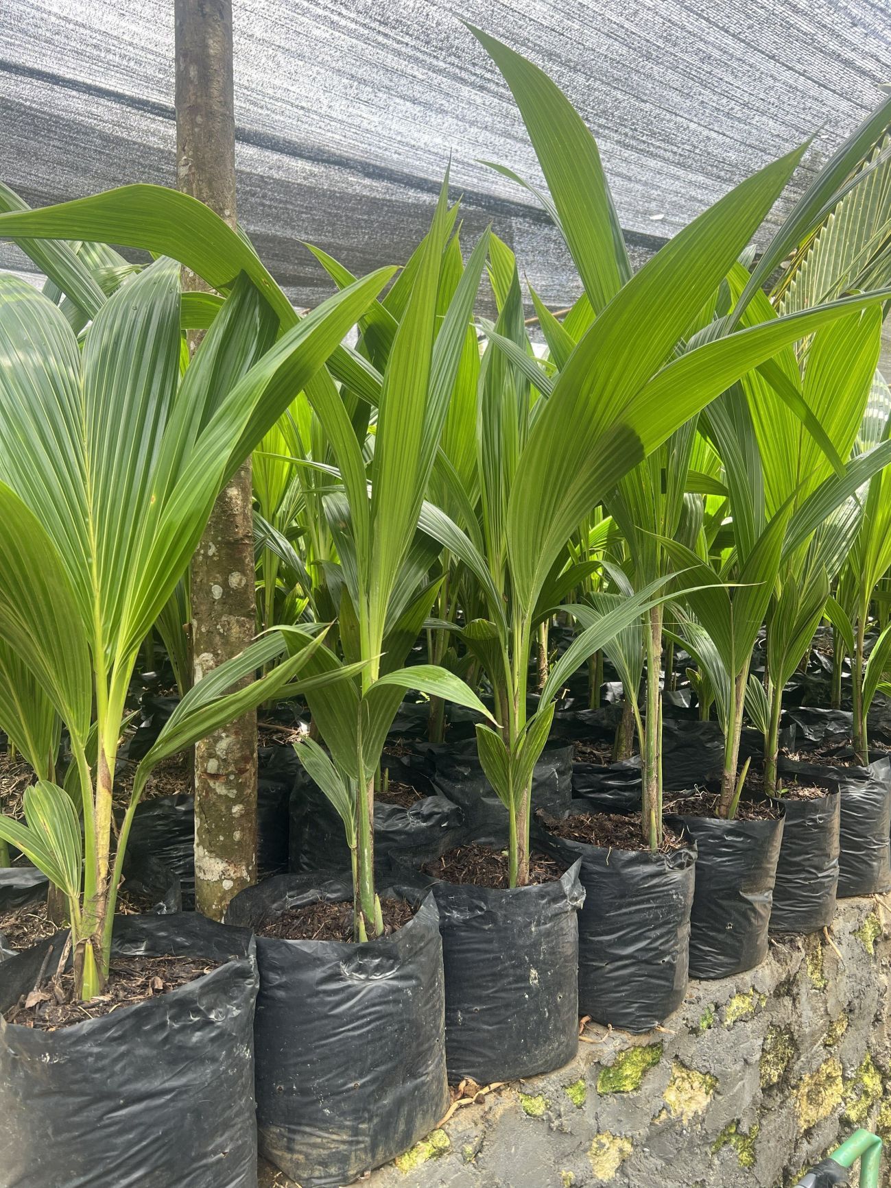Organic dwarf coconut variety