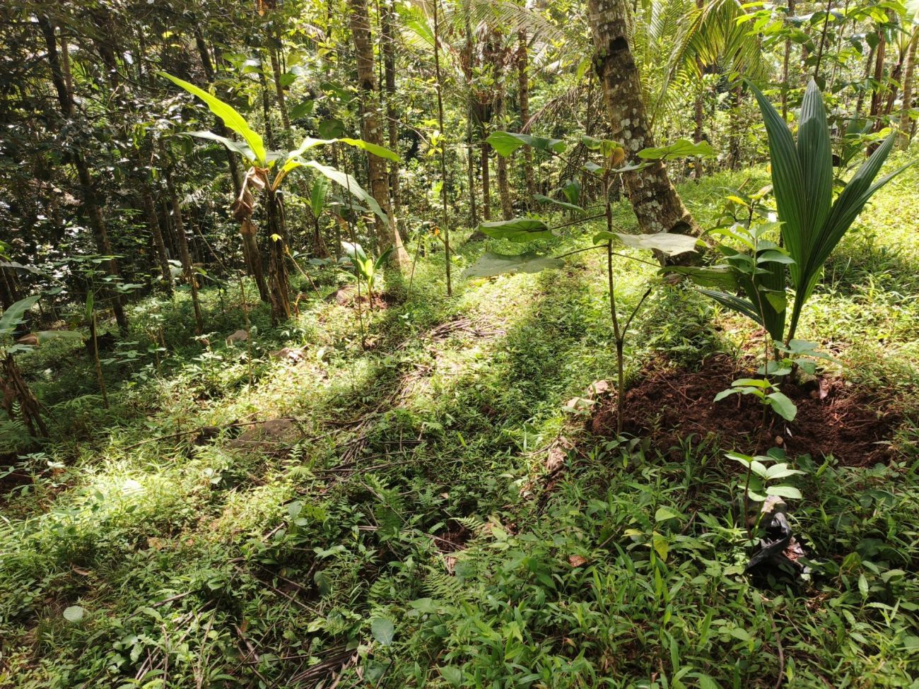 Dwarf trees in beautiful lightning