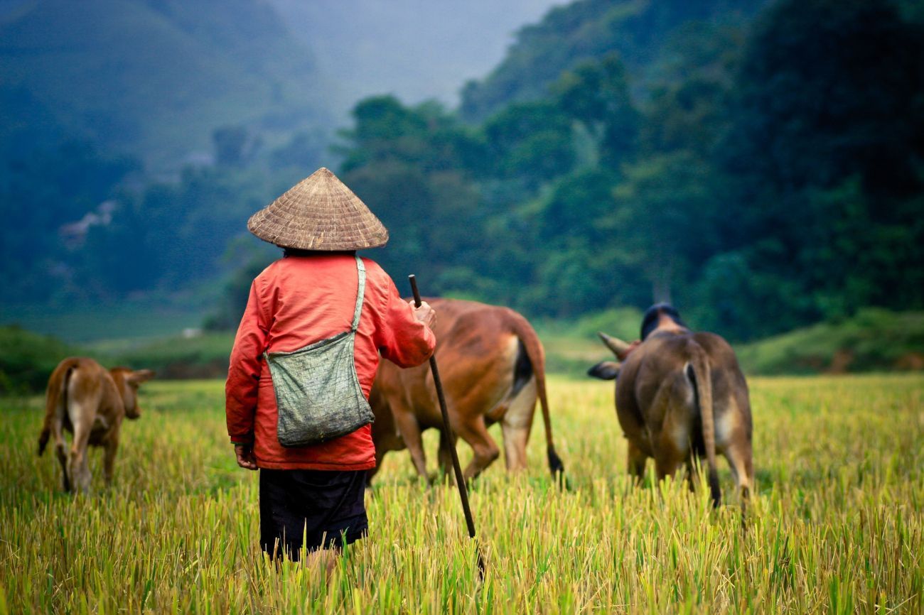 Vietnamese farmer