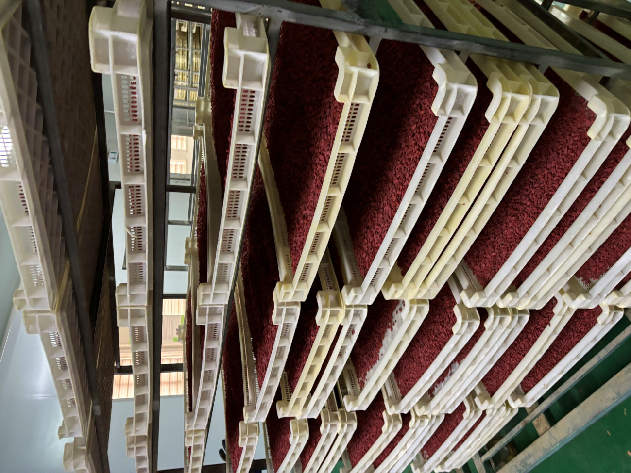 Drying goji berries