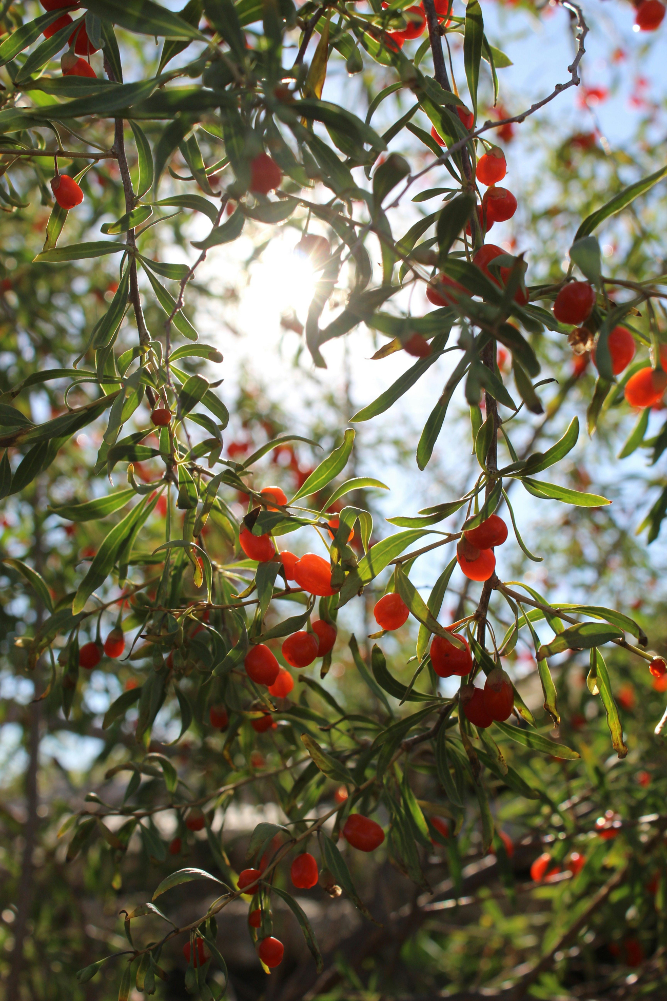 Goji berries in direct sunlight