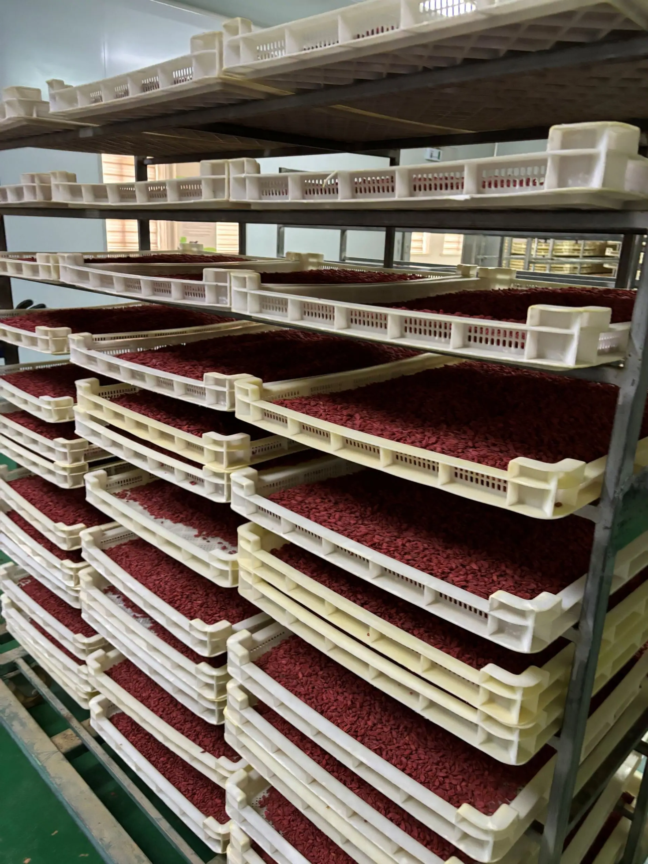 Drying goji berries in racks